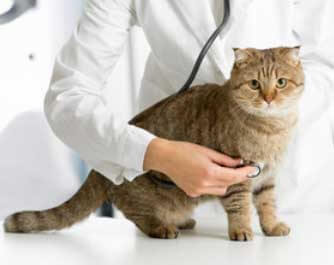 Horario Veterinario Cat Can