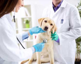 Veterinario Clinica Veterinaria Mascota caceres