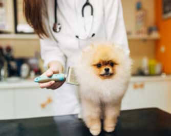Veterinario Clínica Canina De Portugalete portugalete